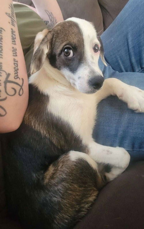 picture of the dog needing adoption