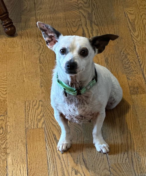 picture of the dog needing adoption