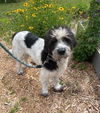 adoptable Dog in new london, WI named Morton