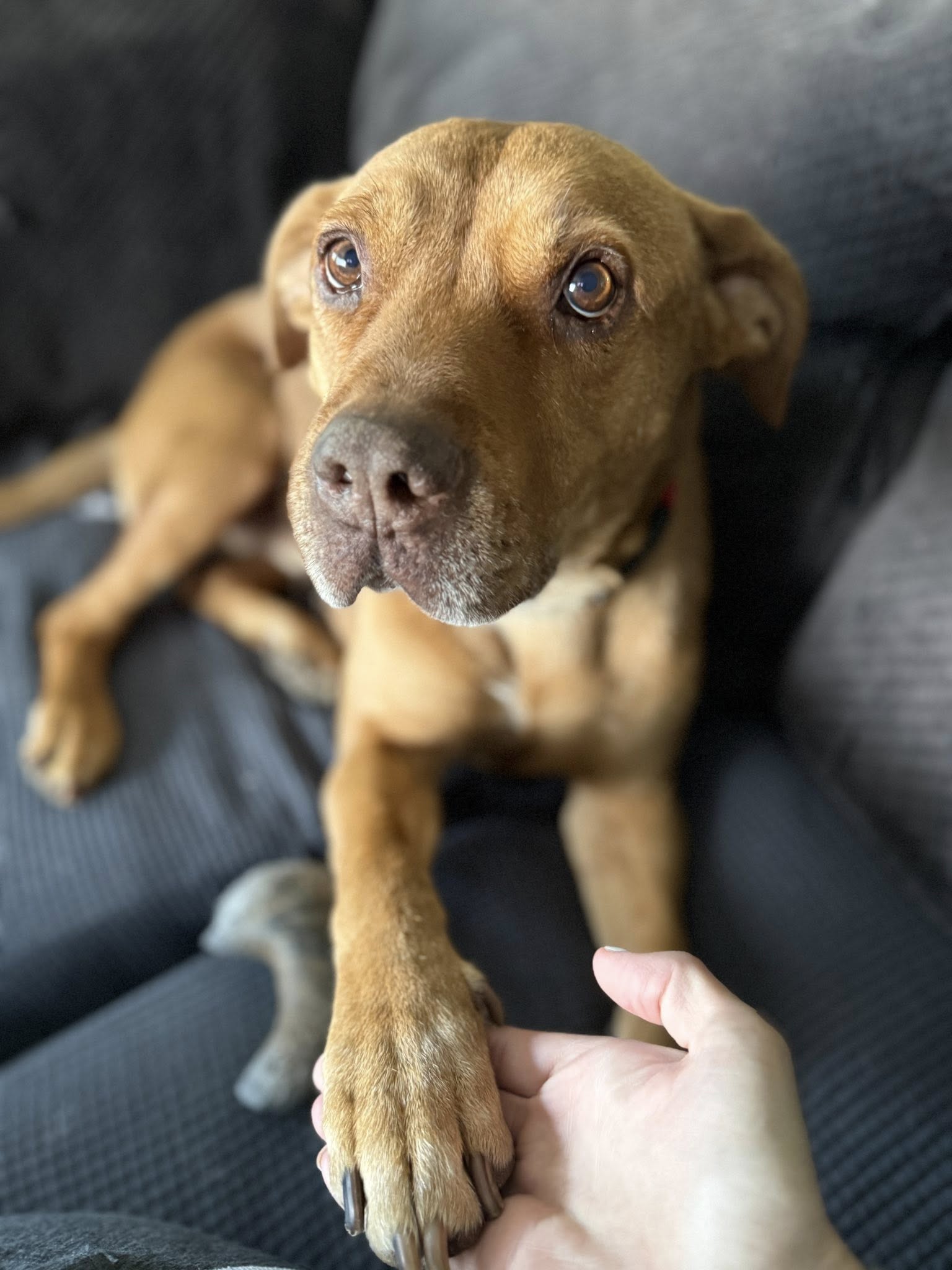 adoptable Dog in New London, WI named Bear