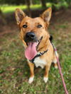 adoptable Dog in  named Apollo