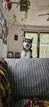 adoptable Dog in new london, WI named Dori