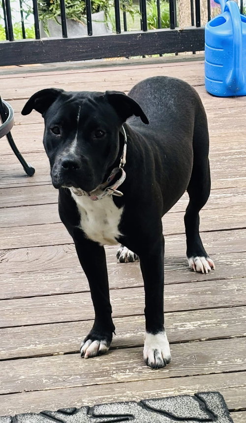 picture of the dog needing adoption