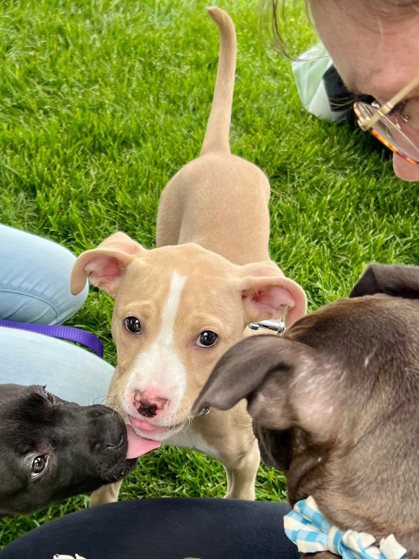 adoptable Dog in New London, WI named Coco