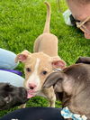 adoptable Dog in  named Coco