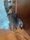 adoptable Dog in  named Tig