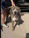 adoptable Dog in  named Bowser