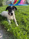 adoptable Dog in  named April