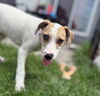 adoptable Dog in new london, WI named January
