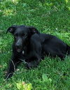 adoptable Dog in  named Midnight
