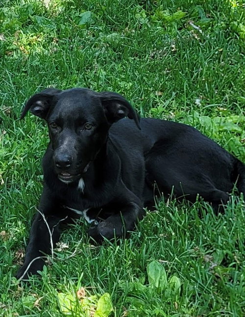 picture of the dog needing adoption