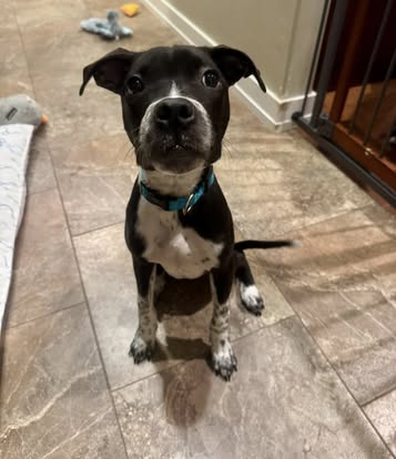 adoptable Dog in New London, WI named Gumby