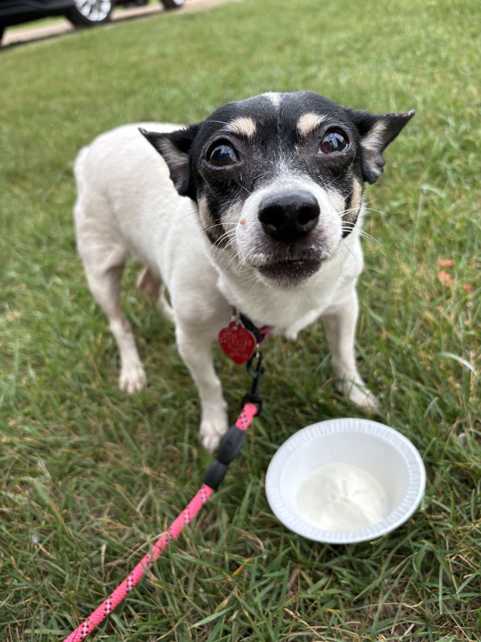 adoptable Dog in New London, WI named Gracie