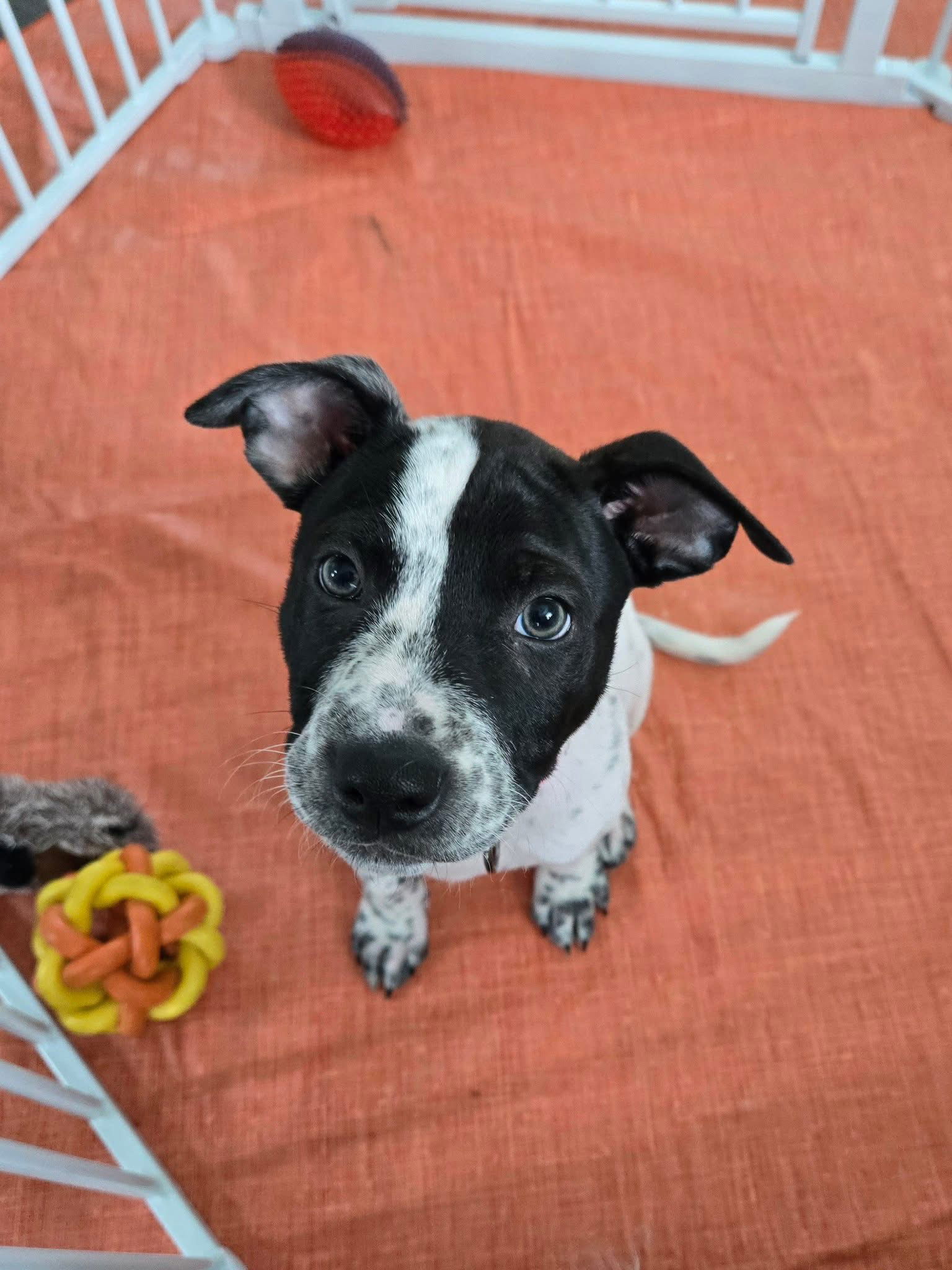 adoptable Dog in New London, WI named Susanna