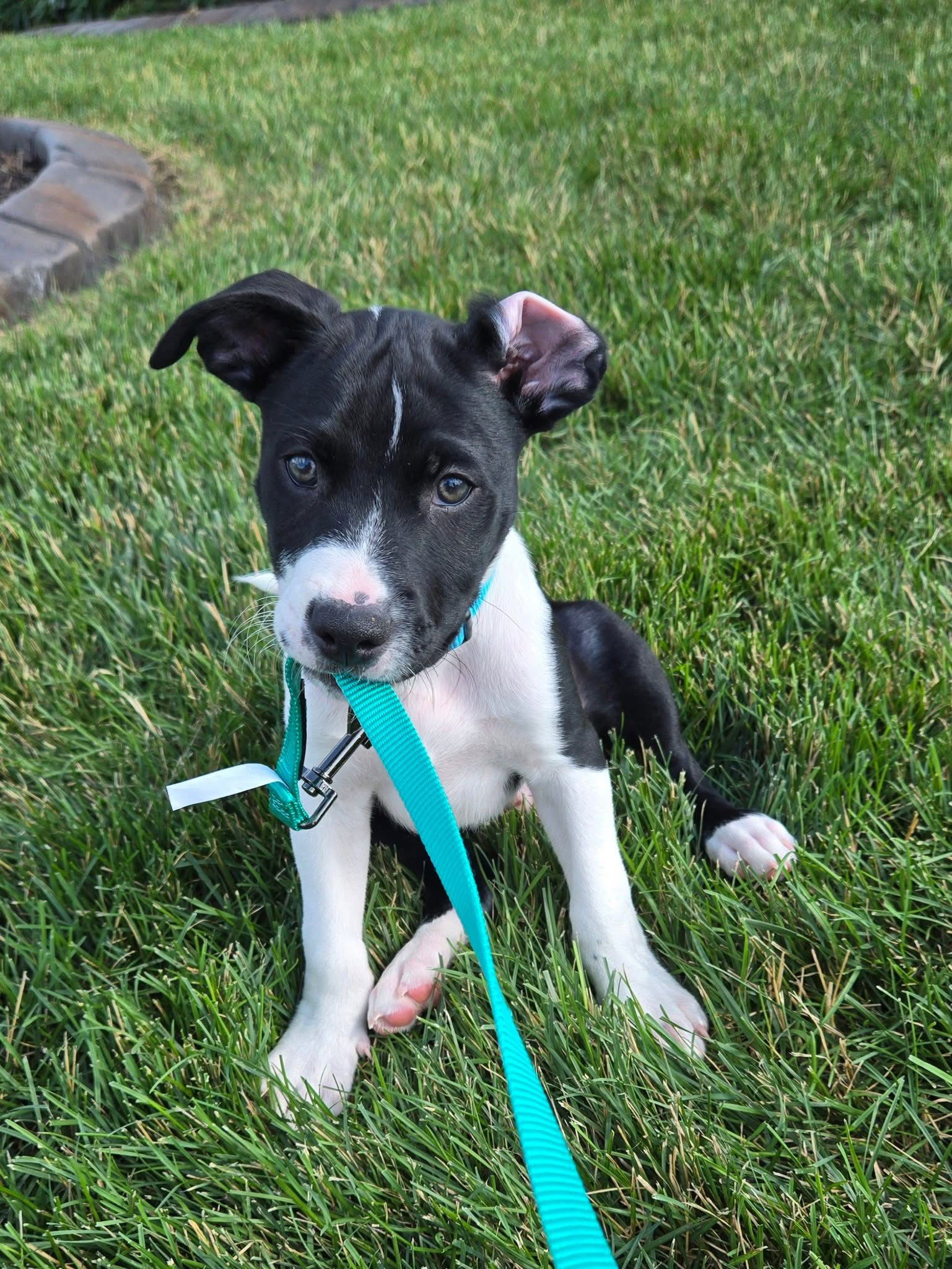 adoptable Dog in New London, WI named Travis