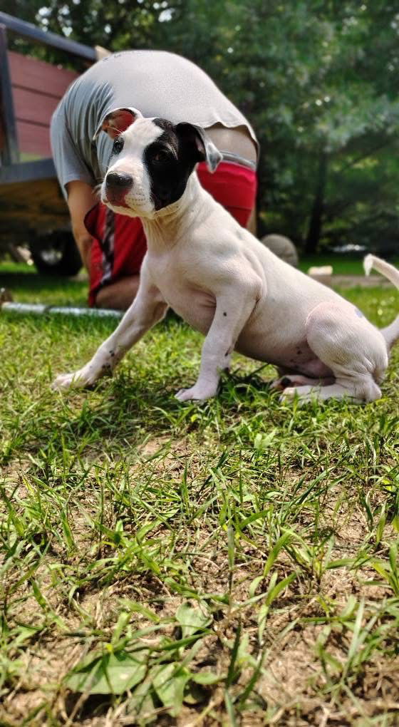 adoptable Dog in New London, WI named Jane