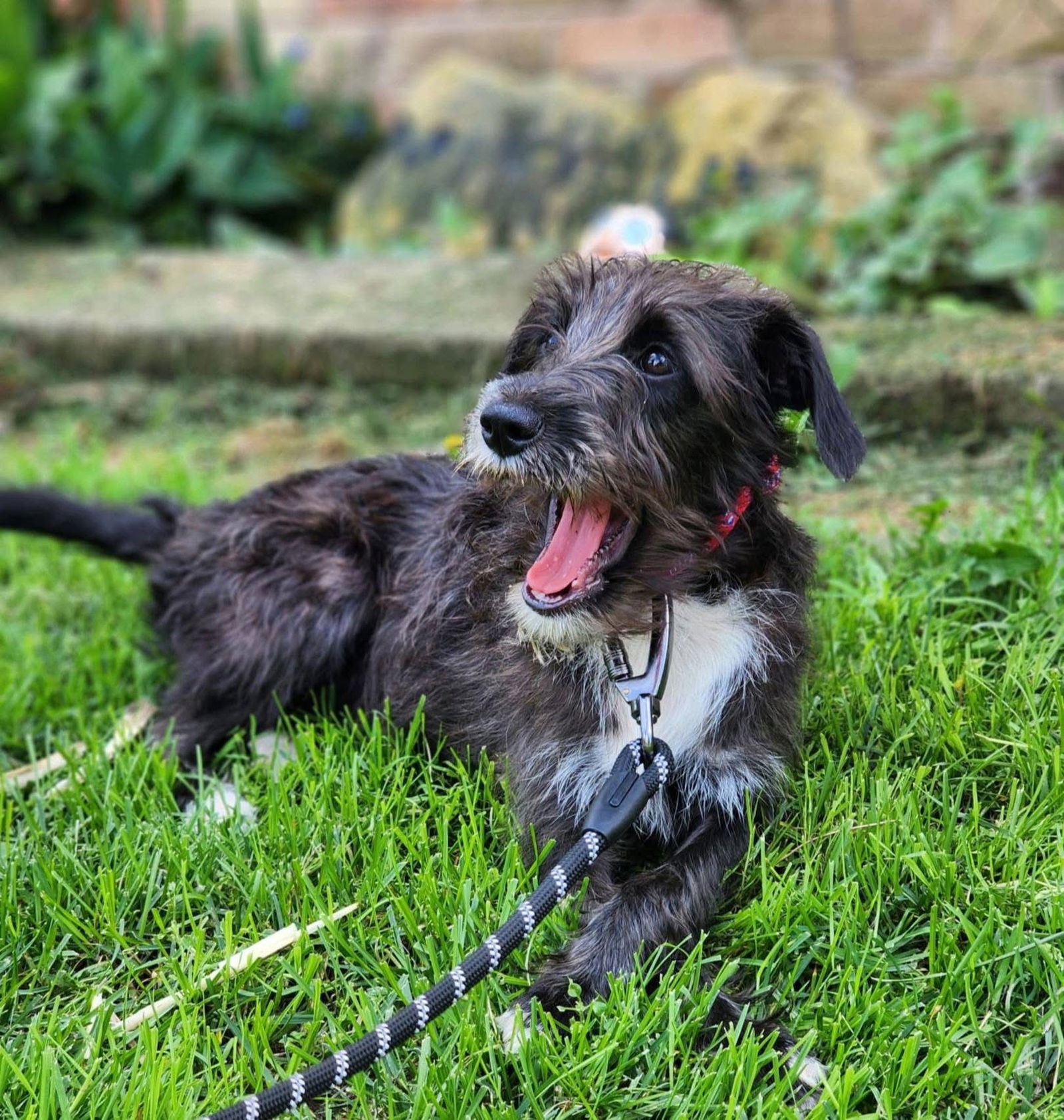 adoptable Dog in New London, WI named Widget