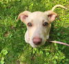 adoptable Dog in  named Greer