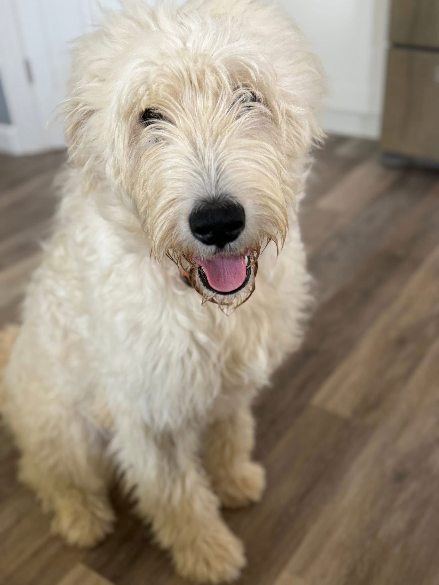 adoptable Dog in New London, WI named Drake
