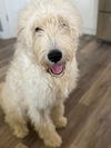 adoptable Dog in new london, WI named Drake