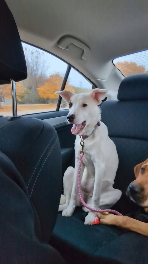 picture of the dog needing adoption