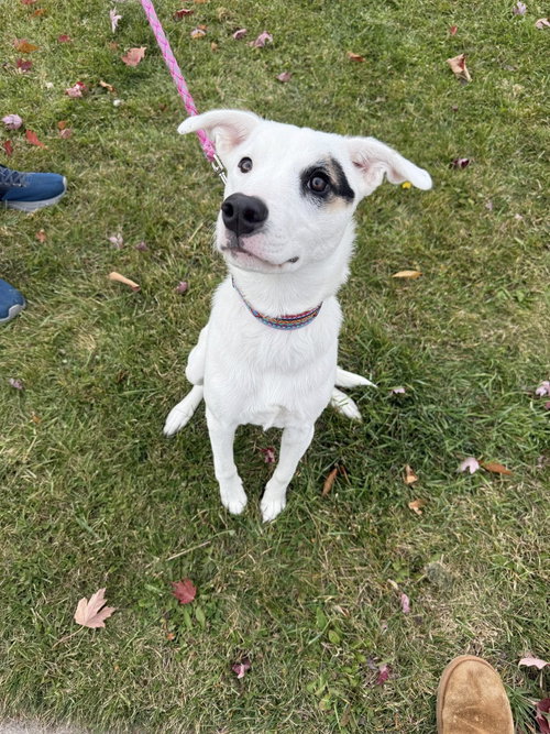 picture of the dog needing adoption