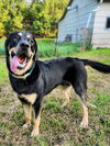 adoptable Dog in  named Bubba