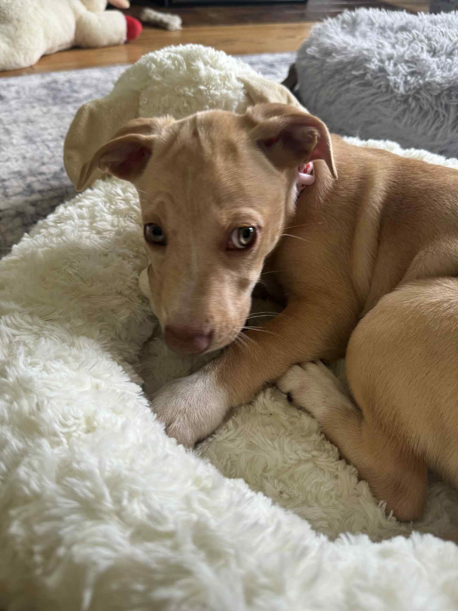 adoptable Dog in New London, WI named Gilian