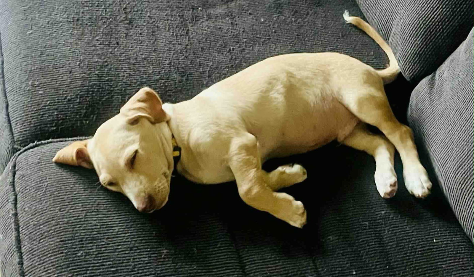 adoptable Dog in New London, WI named Gatlin