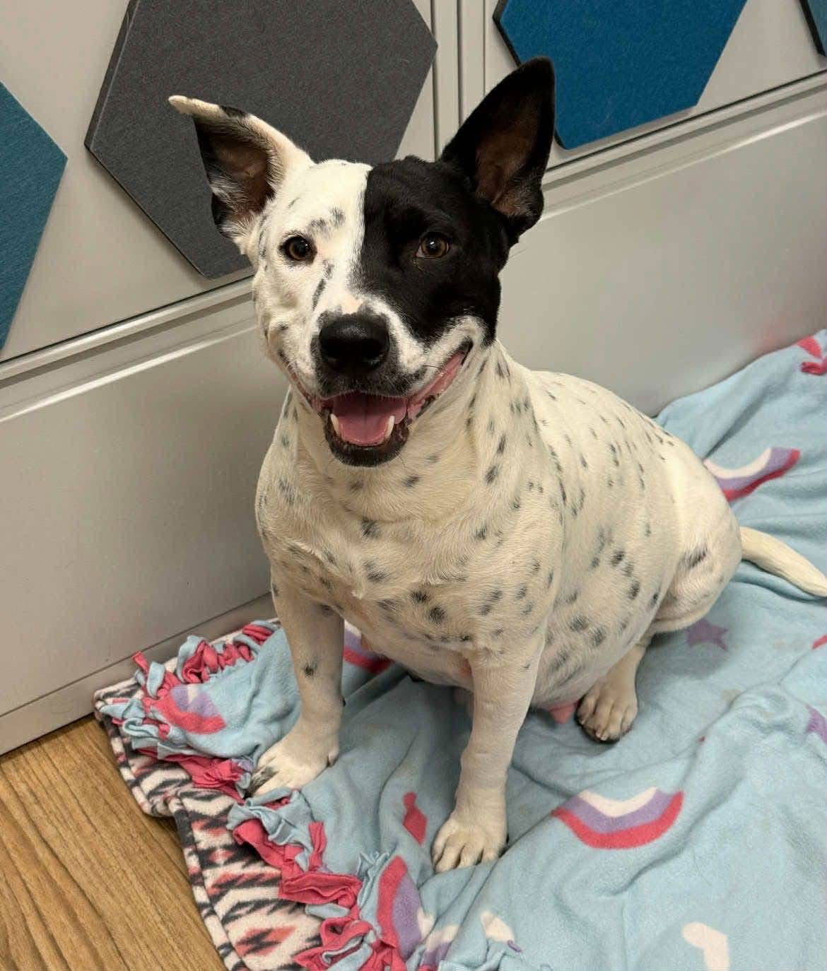 adoptable Dog in New London, WI named Addy