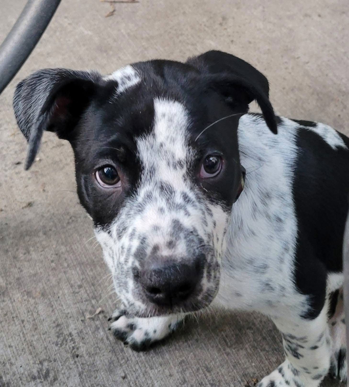 adoptable Dog in New London, WI named Houston