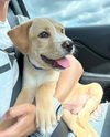 adoptable Dog in  named Samson