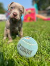 adoptable Dog in  named Brakezilla