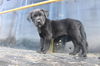 adoptable Dog in  named Trashtalk Tammy