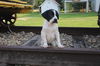 adoptable Dog in  named Toot Toot