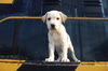 adoptable Dog in new london, WI named Diesel McWeasle