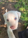 adoptable Dog in  named Chug Nugget