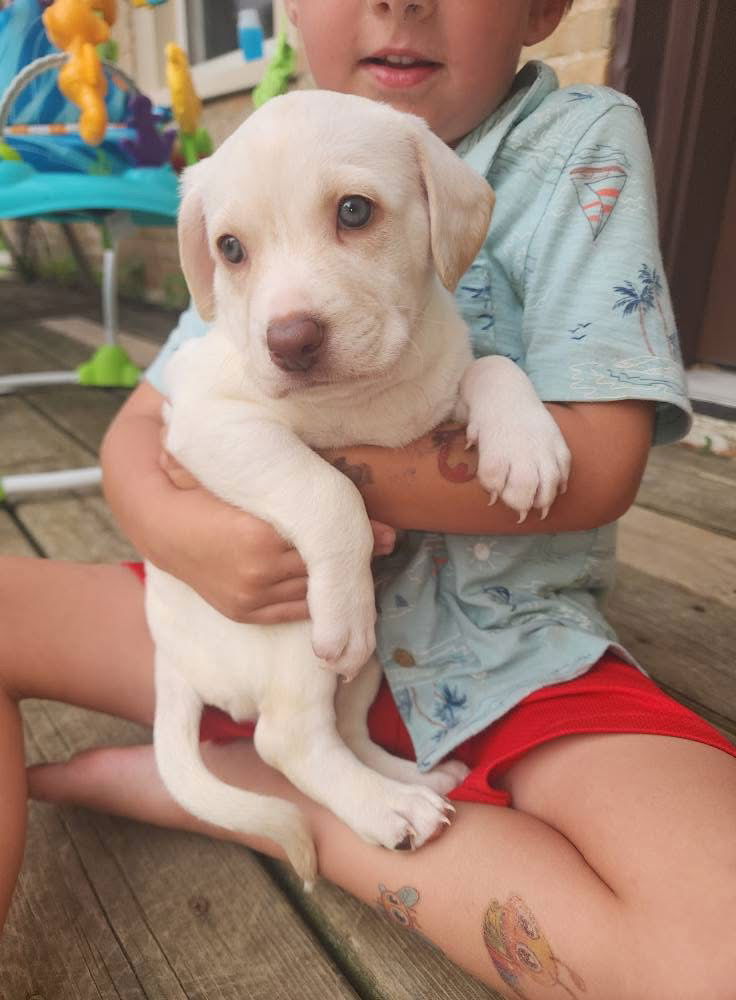 adoptable Dog in New London, WI named Wreck It Ralph