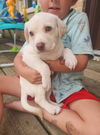 adoptable Dog in ,  named Wreck It Ralph