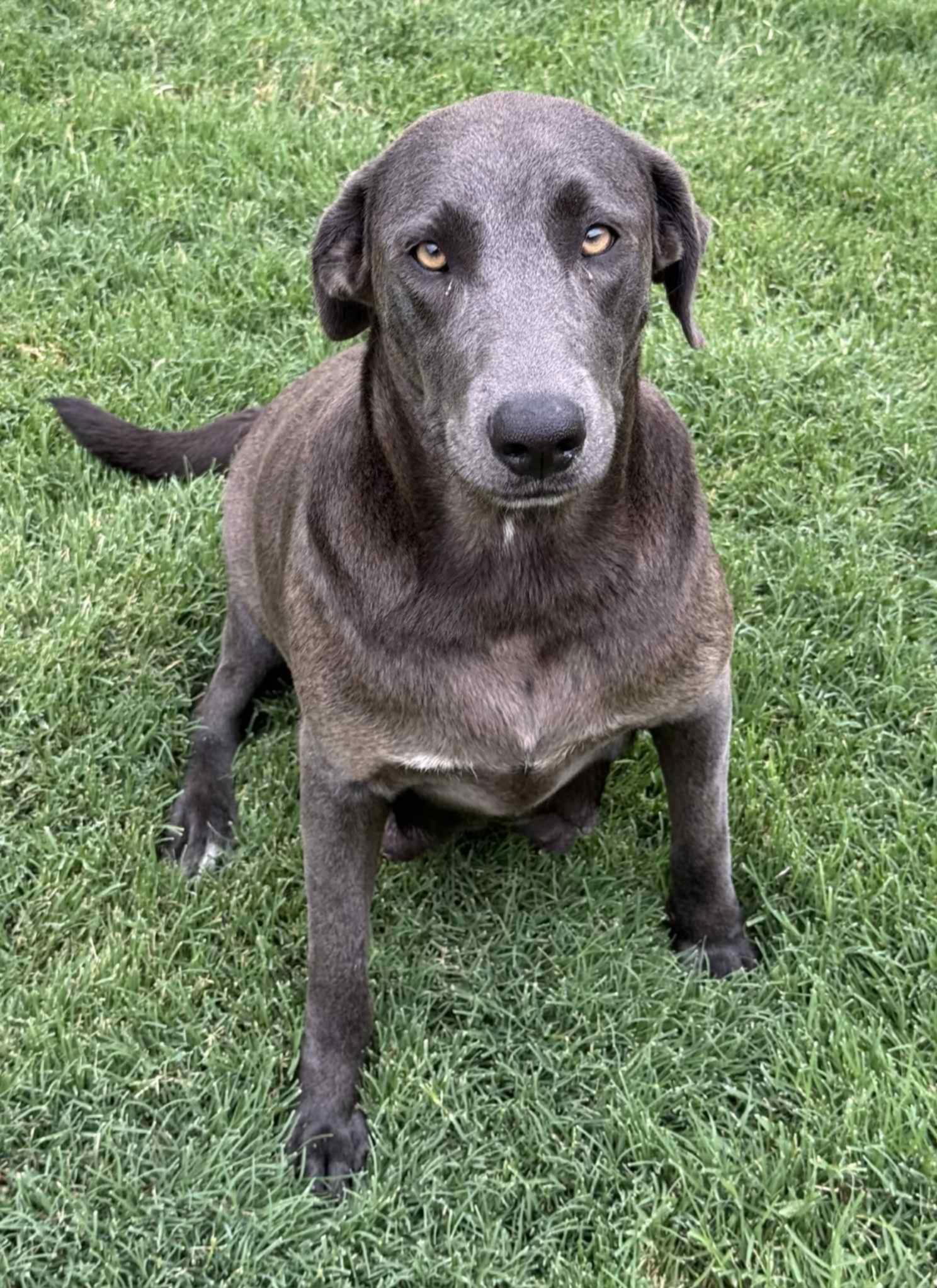 adoptable Dog in New London, WI named Madison