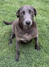 adoptable Dog in new london, WI named Madison