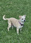 adoptable Dog in  named Juanita (Pia)