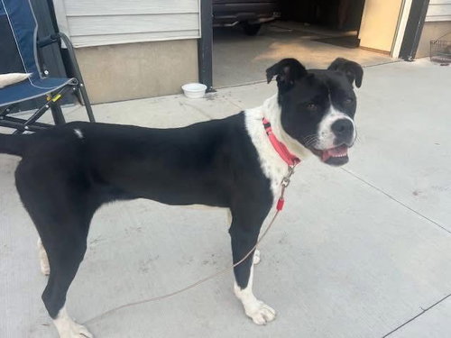 picture of the dog needing adoption