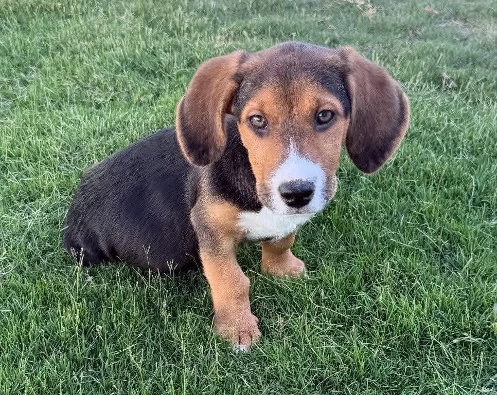 Elmo - Beagle