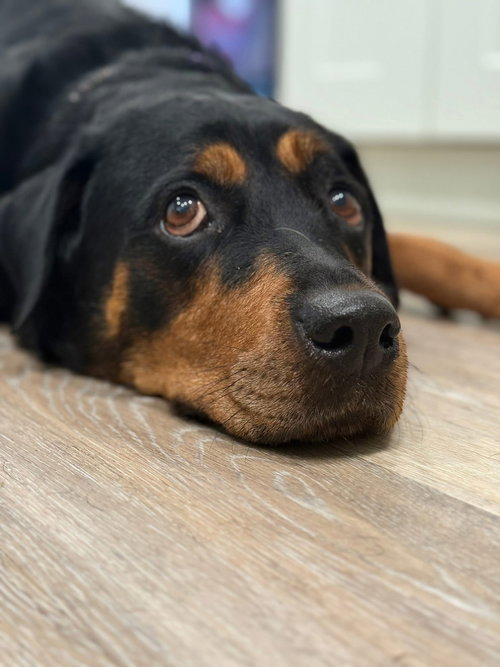 picture of the dog needing adoption
