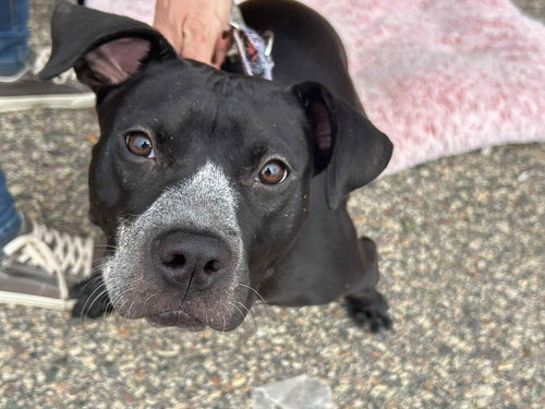 picture of the dog needing adoption