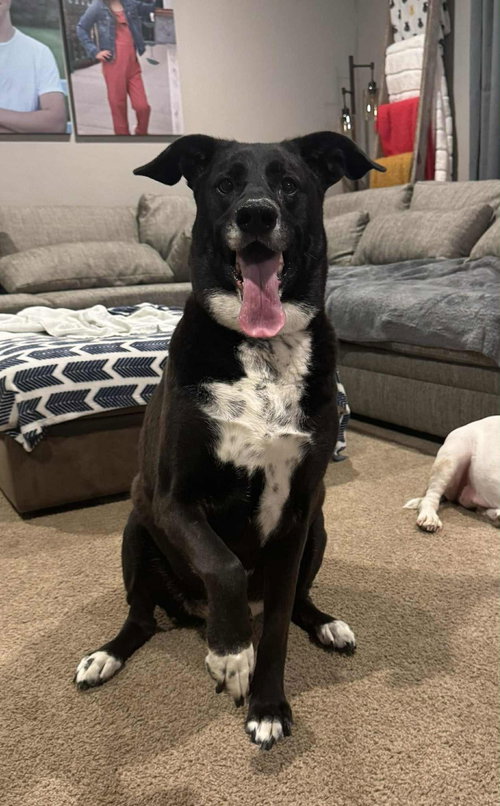 picture of the dog needing adoption