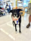 Molly - Photo 1