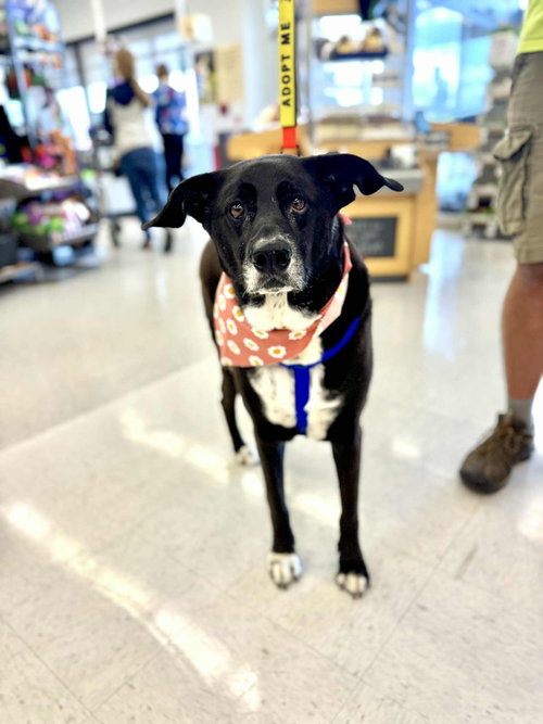 picture of the dog needing adoption