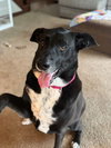 Molly - Photo 2